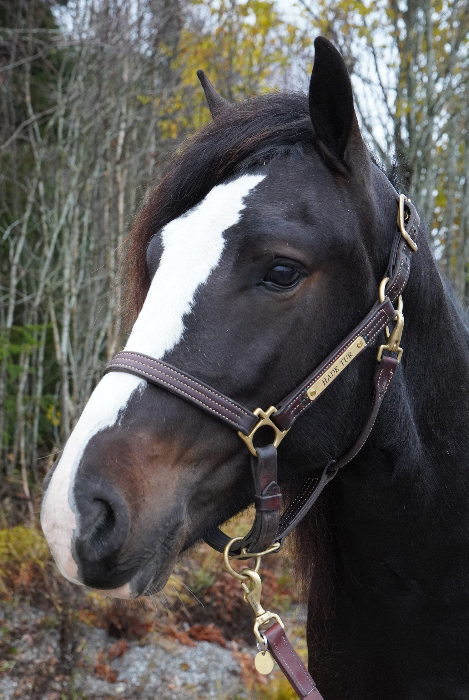 Hade Tur 251023-2
